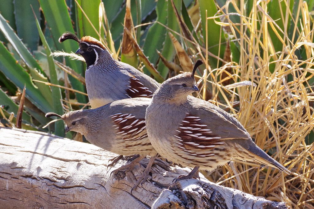 Gambel's Quails (Callipepla gambelii) male and two females.  Bosque del Apache National Wildlife Refuge, New Mexico, USA.