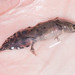 Great Crested Newt eft