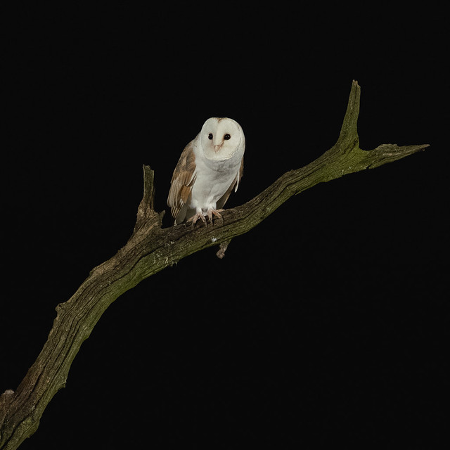 Barn Owls-2637