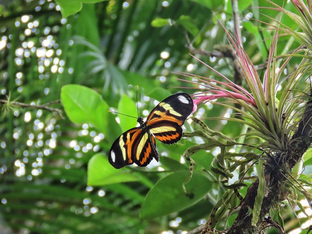 borboleta e thiladsia