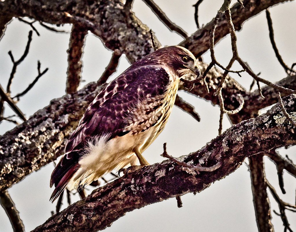 Wary Red-tail 1_19_22