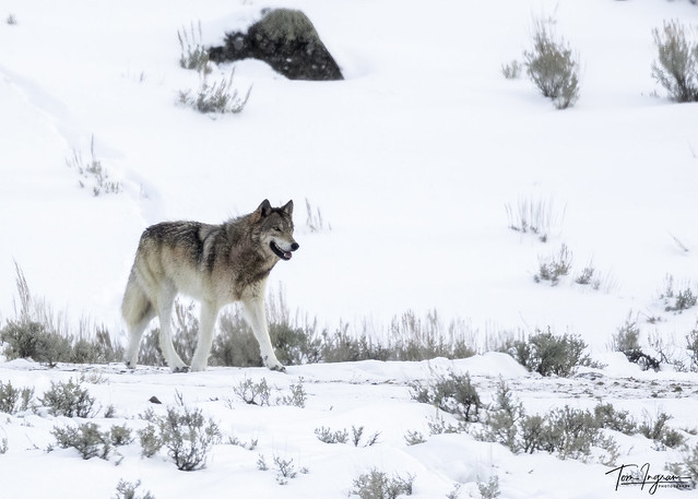 Gray Wolf from Junction Butte Pack