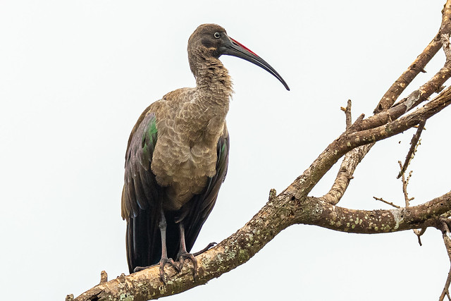 Hadada ibis (Bostrychia hagedash)