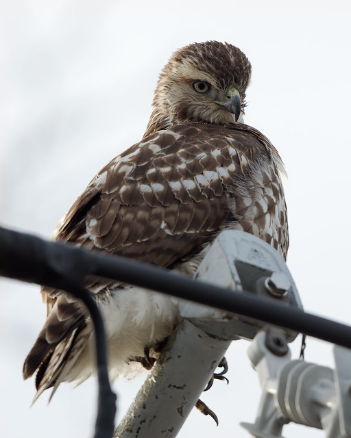 _BOB2891_Red tailed hawk (In search of Mickey Mouse)
