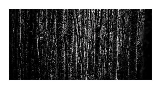 Dark Forest III