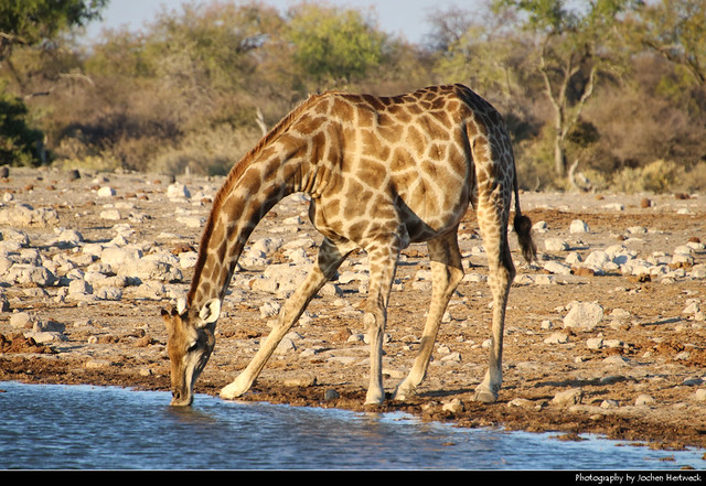 Giraffe, Etosha NP, Namibia
