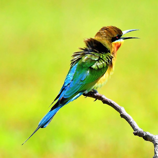 mbp/tl/ >> Blue tailed bee eater blowing in the wind