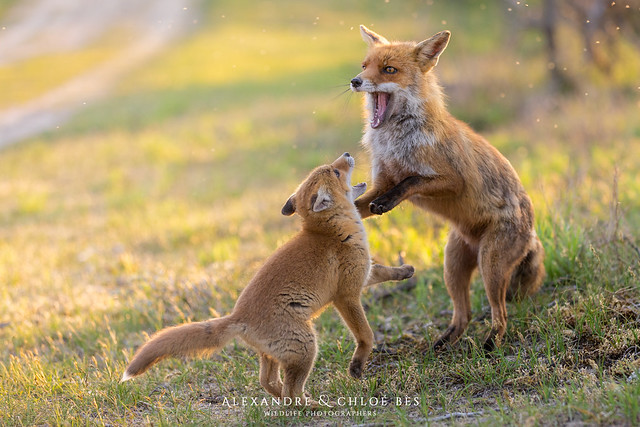 Renard roux - Red fox - Vulpes vulpes