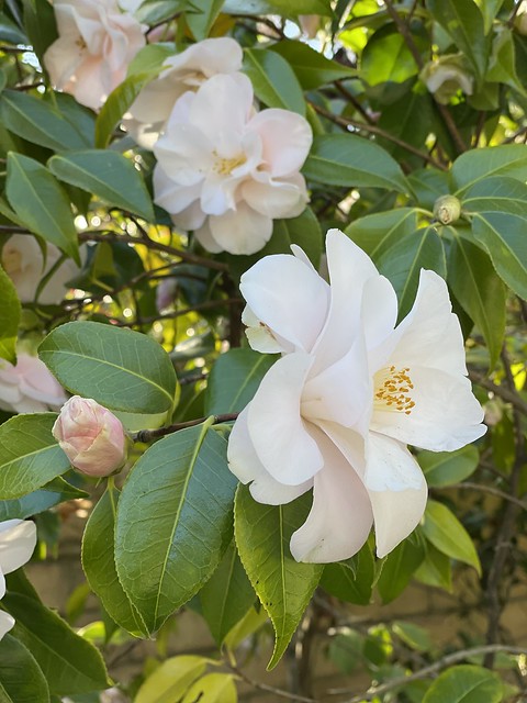 Cluster of Camellias