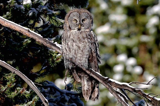 248A3762 great gray owl
