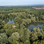 Rheinhochwasser bei Plittersdorf/Rhein