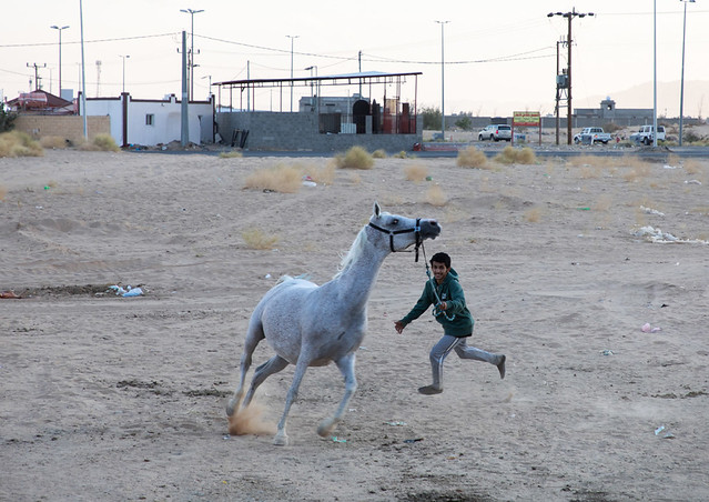 Arabian horse running in Alhazm stud, Najran Province, Khubash, Saudi Arabia