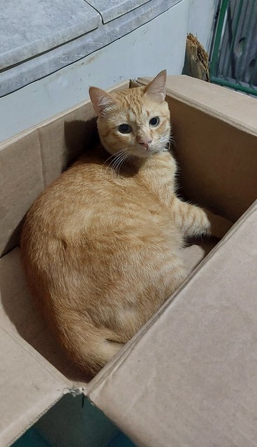 Gingercat-in-a-box