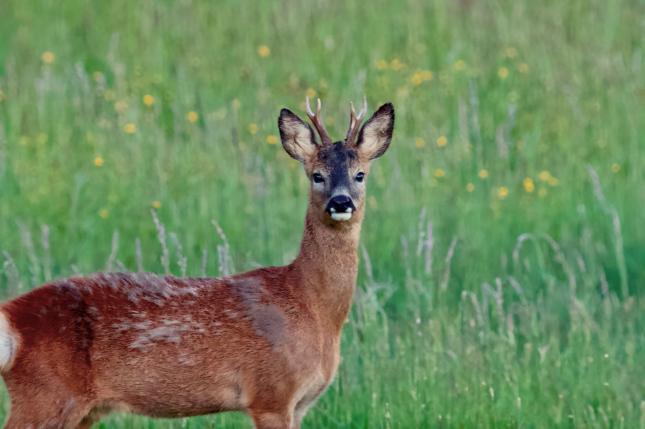 Roe deer (Capreolus capreolus) – Rechtmehring, Upper Bavaria, Germany