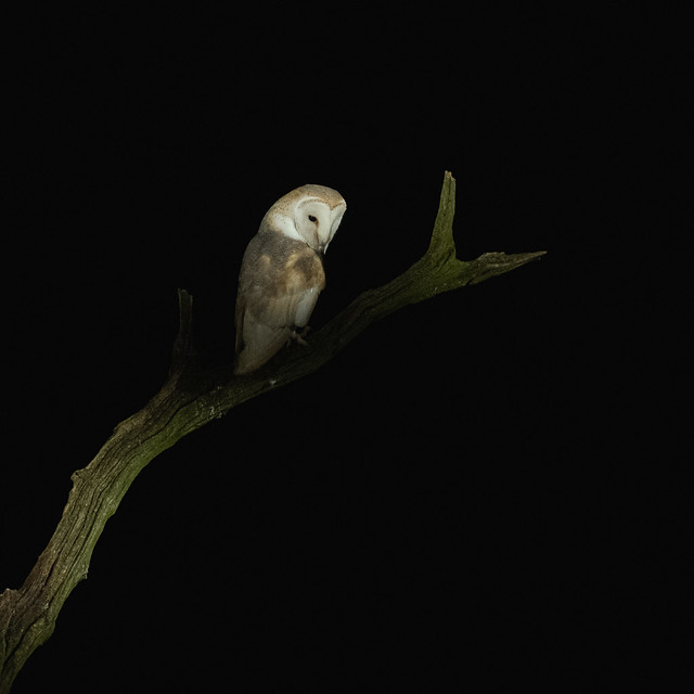 Barn Owls-2765
