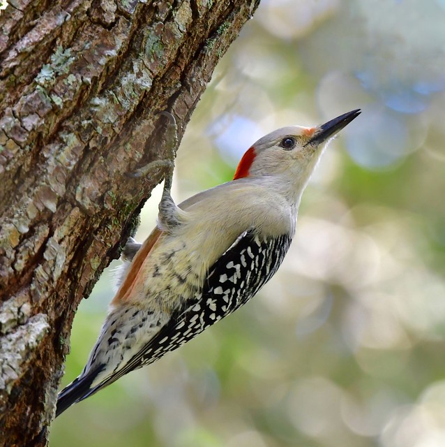 female Red-bellied Woodpecker