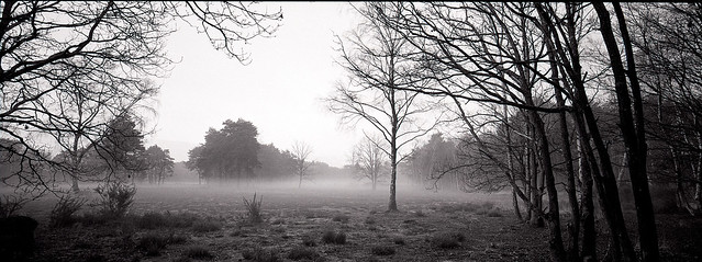 Fog 'n' Forest 1