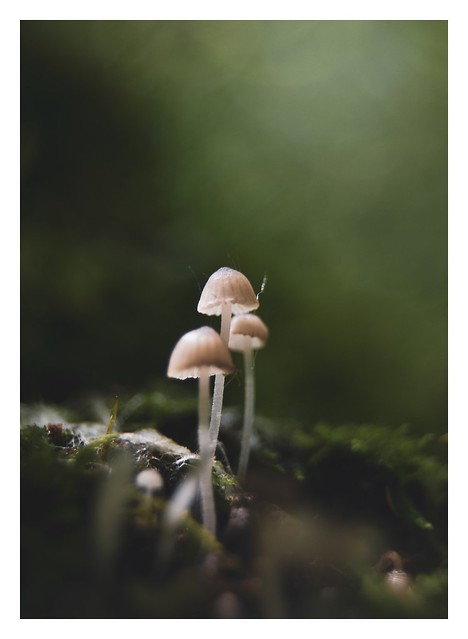 Little Fungi