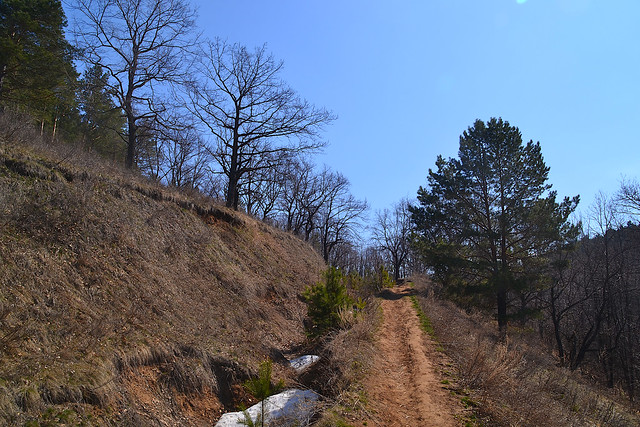 A ravine in spring