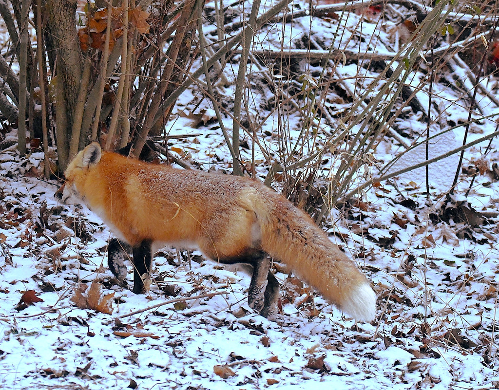 RED FOX, ACA PHOTO