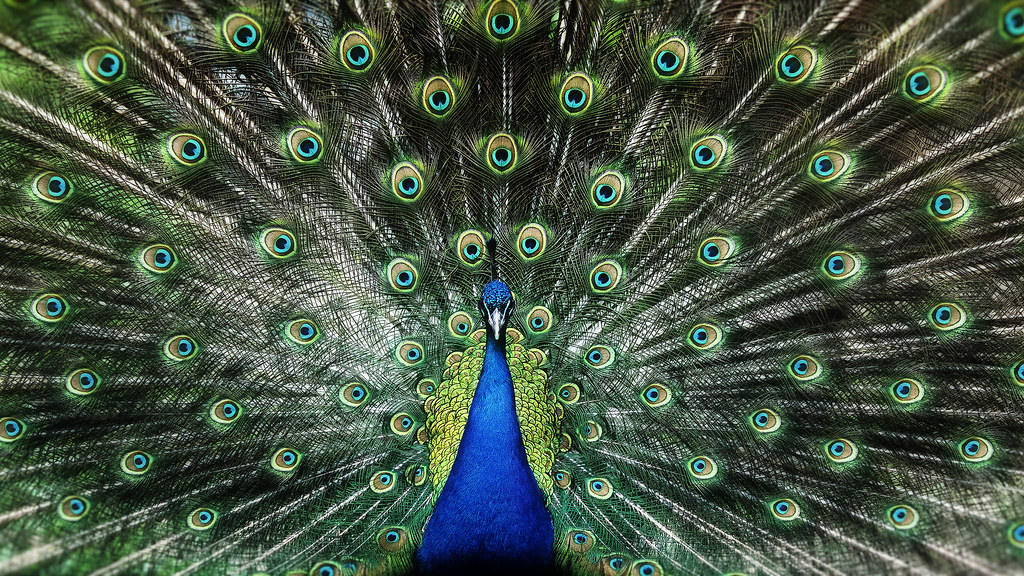 Peacock in full feathers