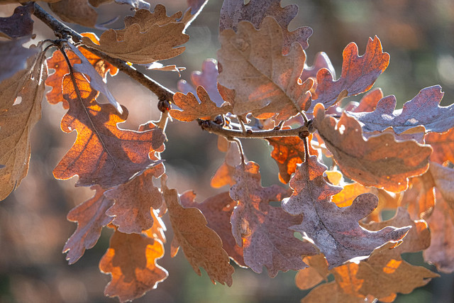 Oak leaves catching the sun