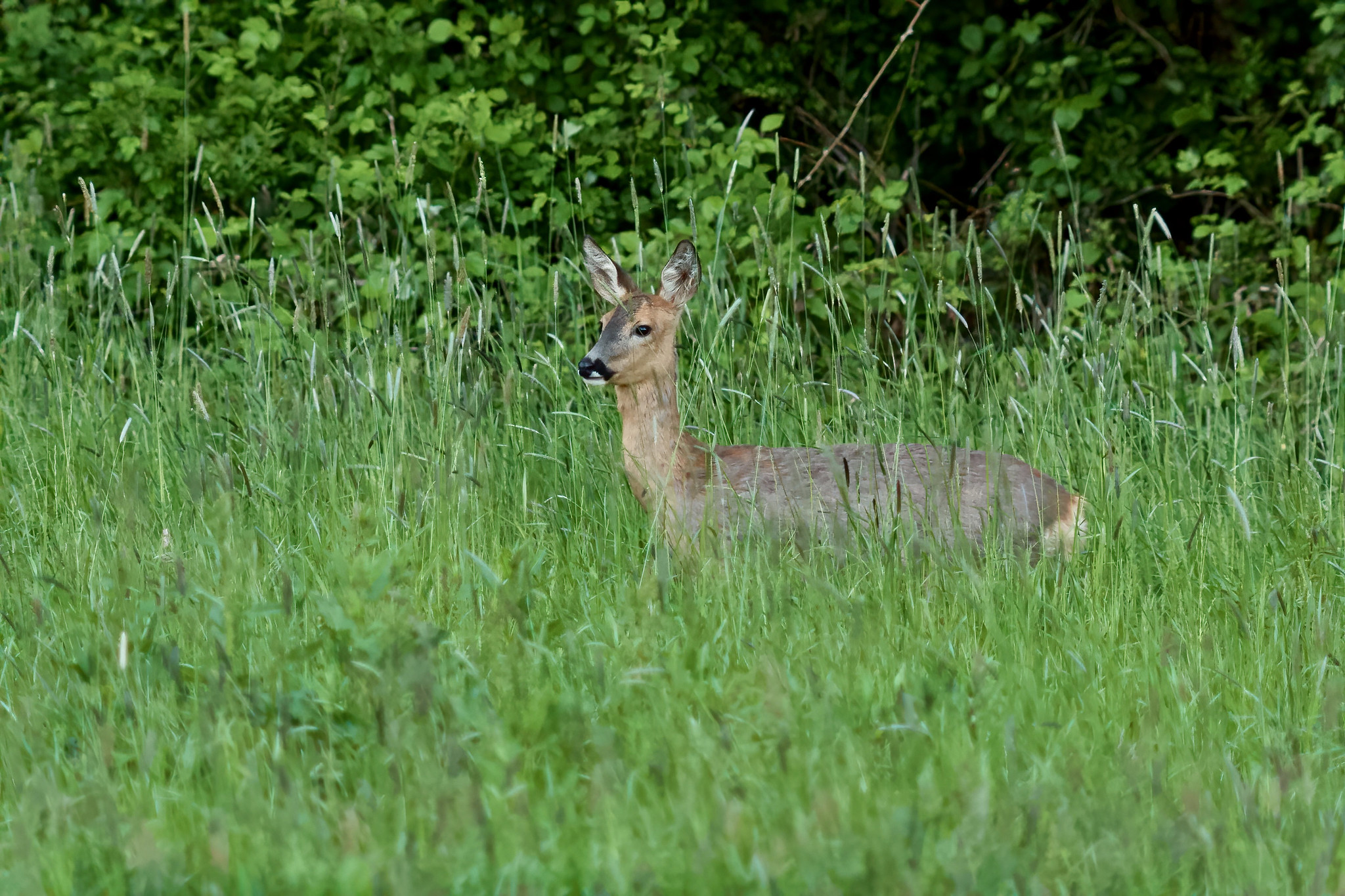 Roe deer (Capreolus capreolus) – Rechtmehring, Upper Bavaria, Germany