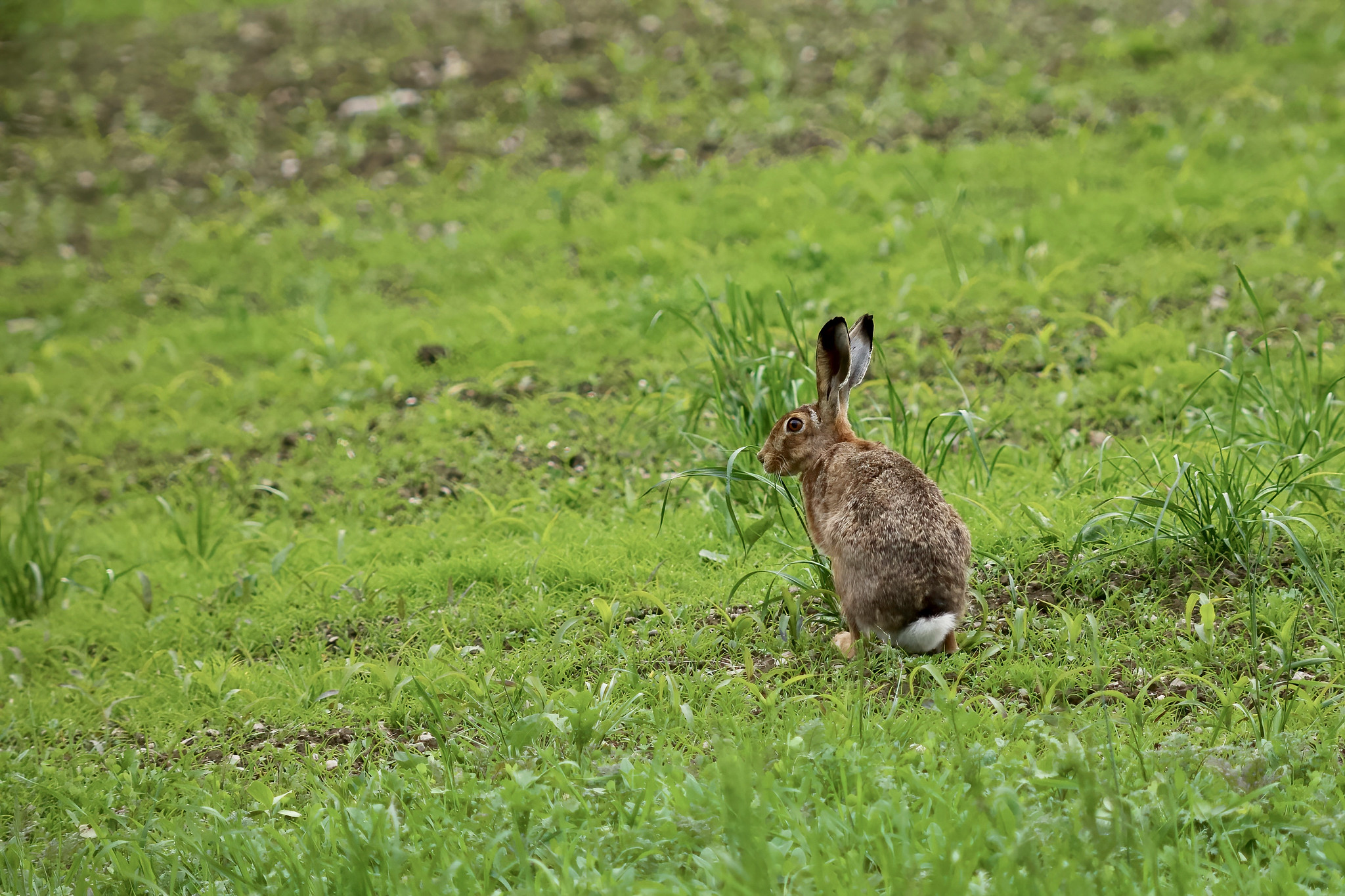 Hare (Lepus europaeus) – Rechtmehring, Upper Bavaria, Germany