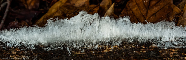 Hair Ice associated with the fungus Exidiopsis effusa