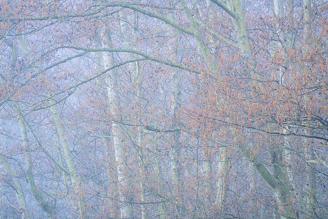 Forest Fog of Skagit II
