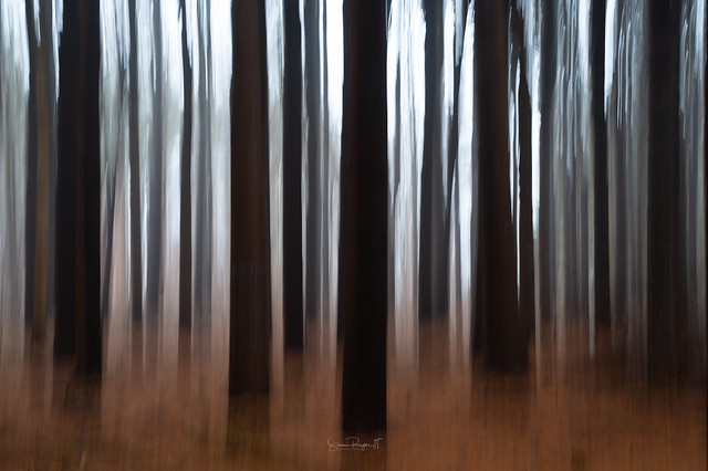 Woodland Abstract
