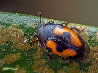 Pleasing fungus beetle (Aulacochilus sp.) - P9198366