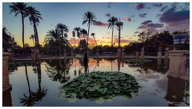 Atardecer en la Plaza de América, el estanque //  Sunset in the Plaza de America, the pond