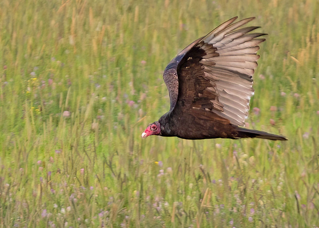 Turkey Vulture (Cathartes aura septentrionalis) - 20140719-01