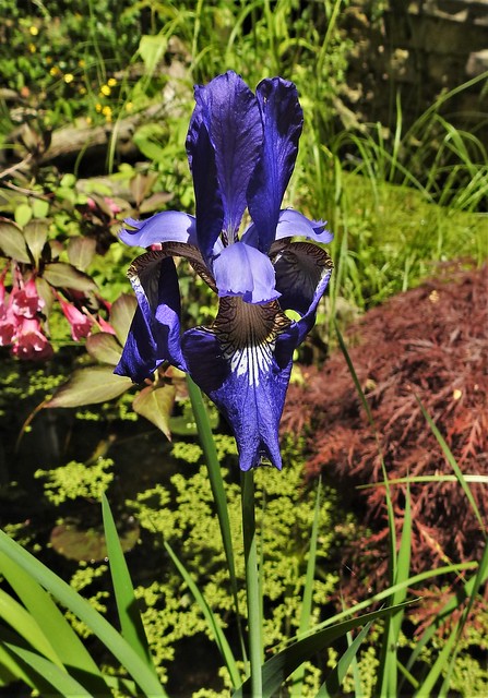 northern blue flag iris