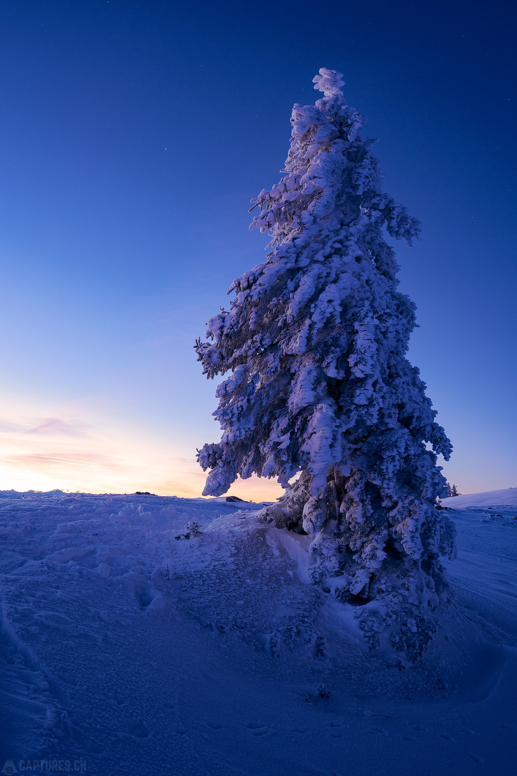 Frozen tree - Tete de Ran