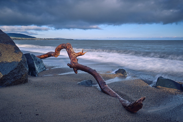 Tree Branch Washed up on Beach