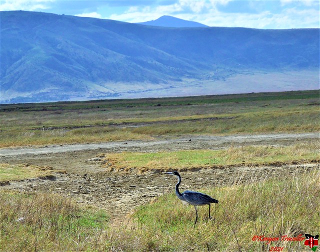 Black headed Heron takes in the view