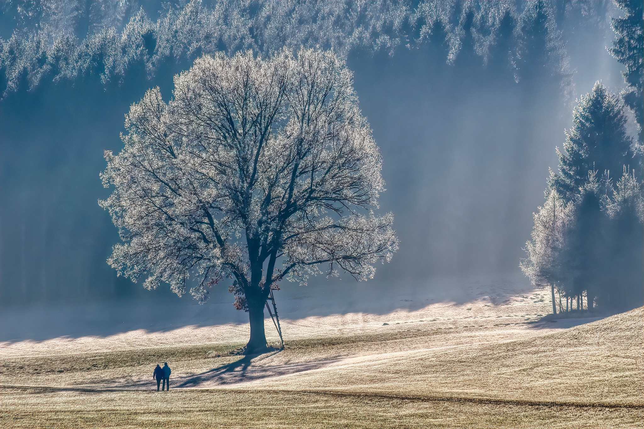 Old oak tree – Glonn valley, Piusheim, Upper Bavaria, Germany