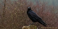 Raven watching me.