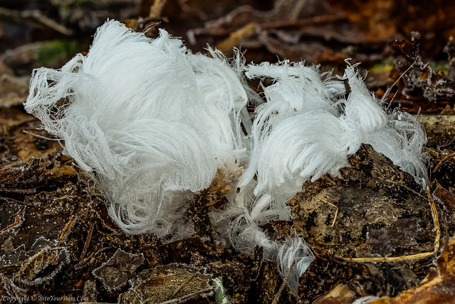 Hair Ice associated with the fungus Exidiopsis effusa