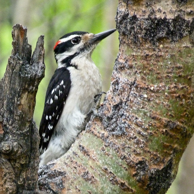 04 Hairy Woodpecker