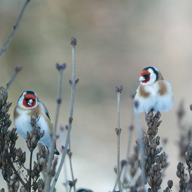 Goldfinches (Carduelis carduelis)