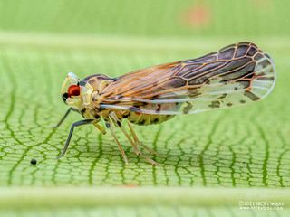 Planthopper (Derbidae) - P9188281