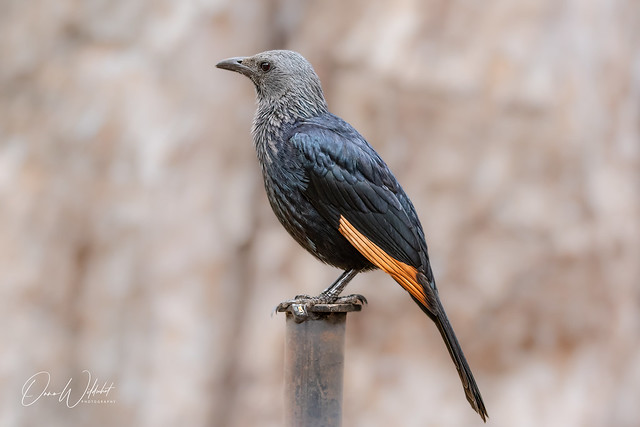 Red Winged Starling; Onychognathus moria