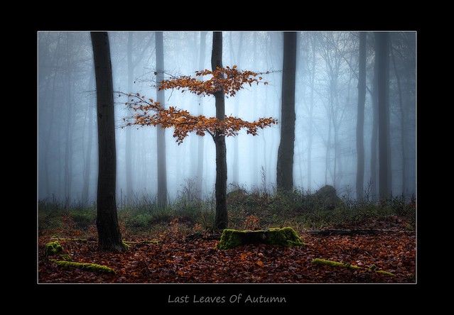 Last Leaves Of Autumn