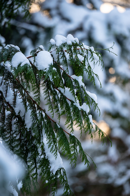 Snowy Cedar Branch