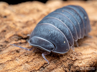 Hisser woodlouse (Armadillo officinalis) - P9280550x