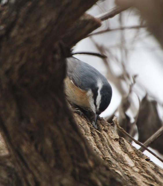 Red-breasted Nuthatch, Sitta canadensis
