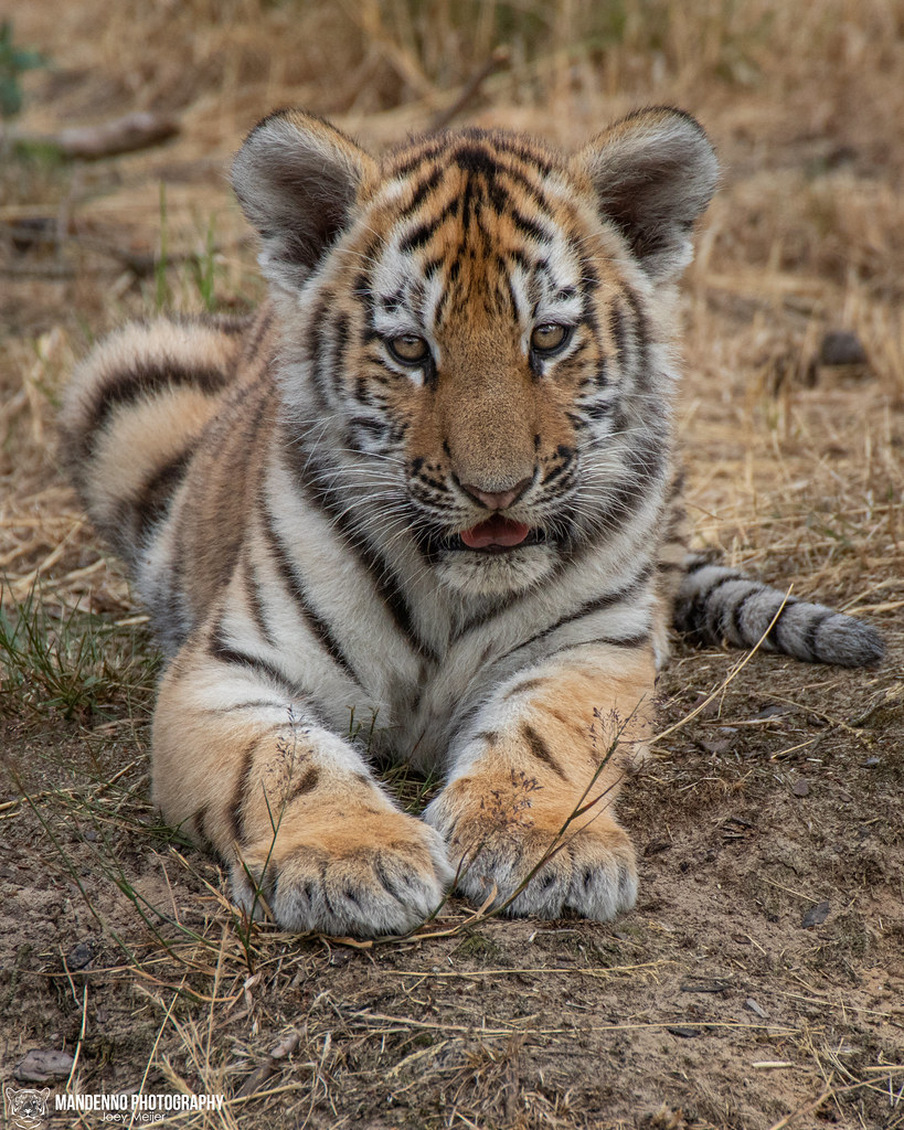 Siberian Tiger Cub - Safaripark Beekse Bergen - The Netherlands